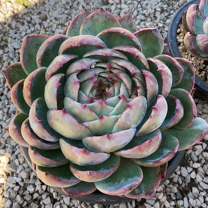 超***儿惊鸿仙子一物一拍