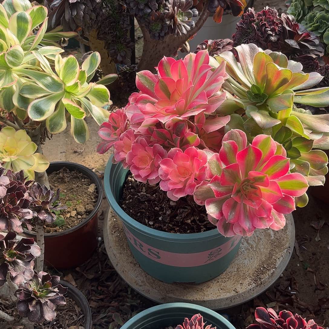 1女巫法师多肉植物