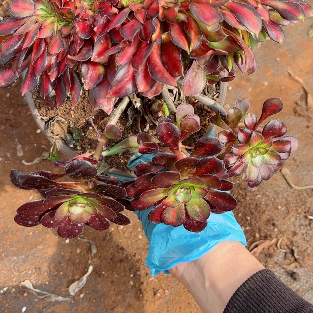 多肉植物553晚霞