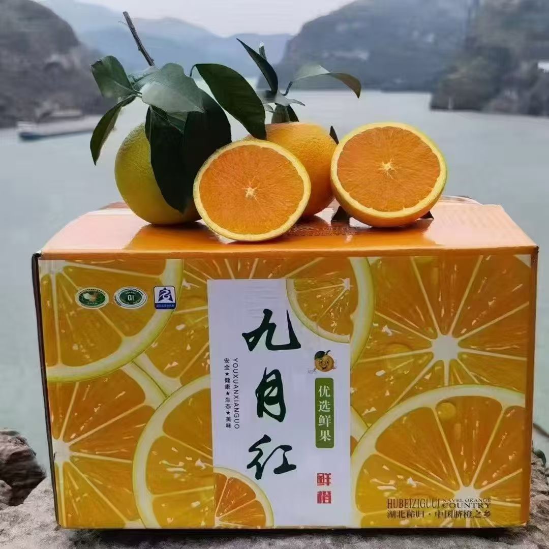 宜昌产地直发九月红果冻橙当季新鲜现摘甜橙
