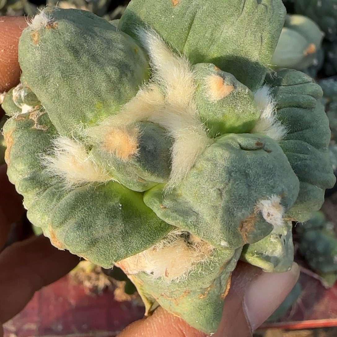 无花朵大尤怒涛微瑕疵530