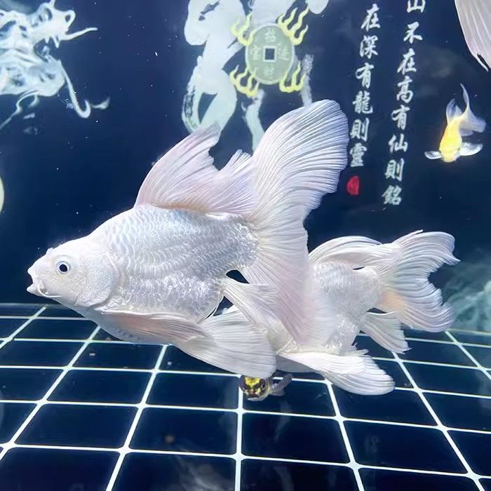 纯种短身球体蝴蝶鲤冷水观赏鱼大鳍长尾好养耐活