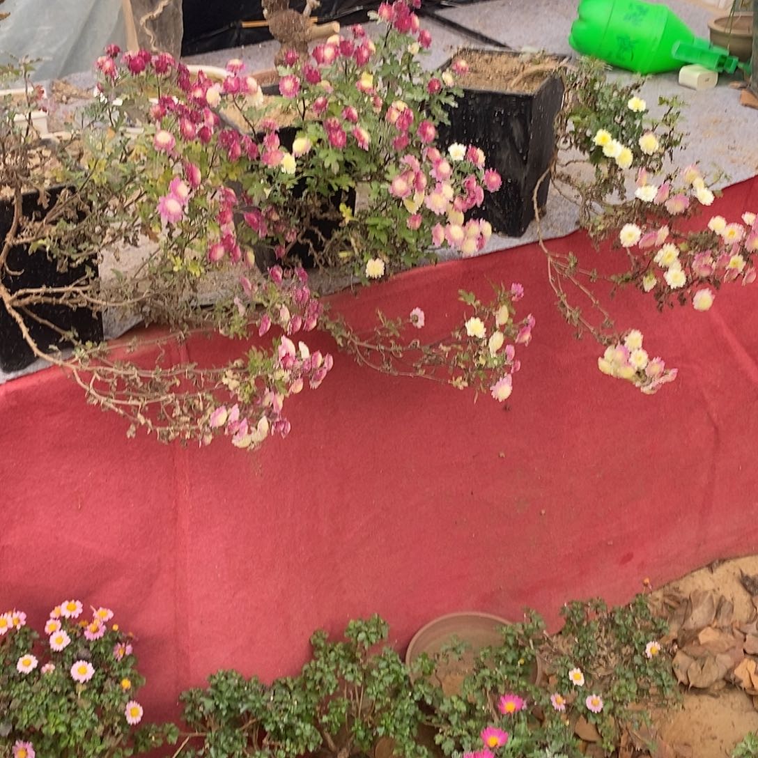 完全开放菊花菊花