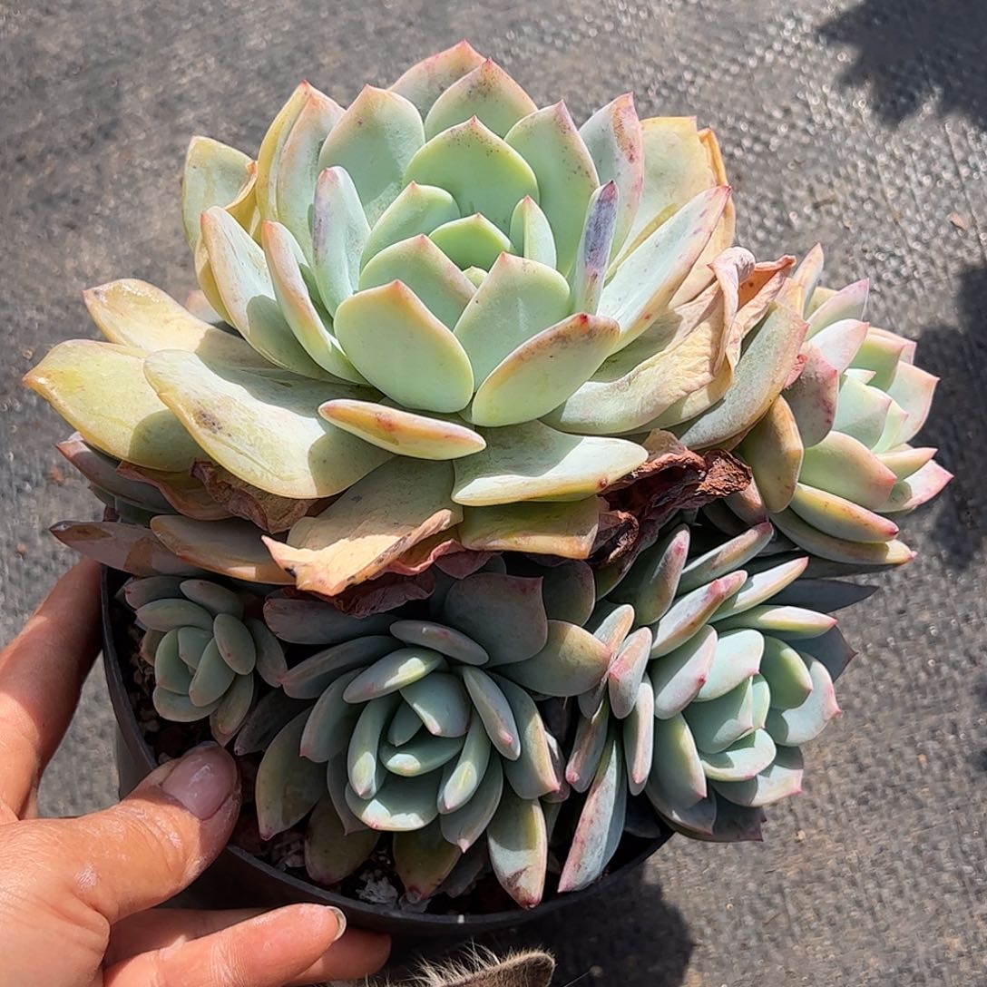 凤橙群生，一物一拍