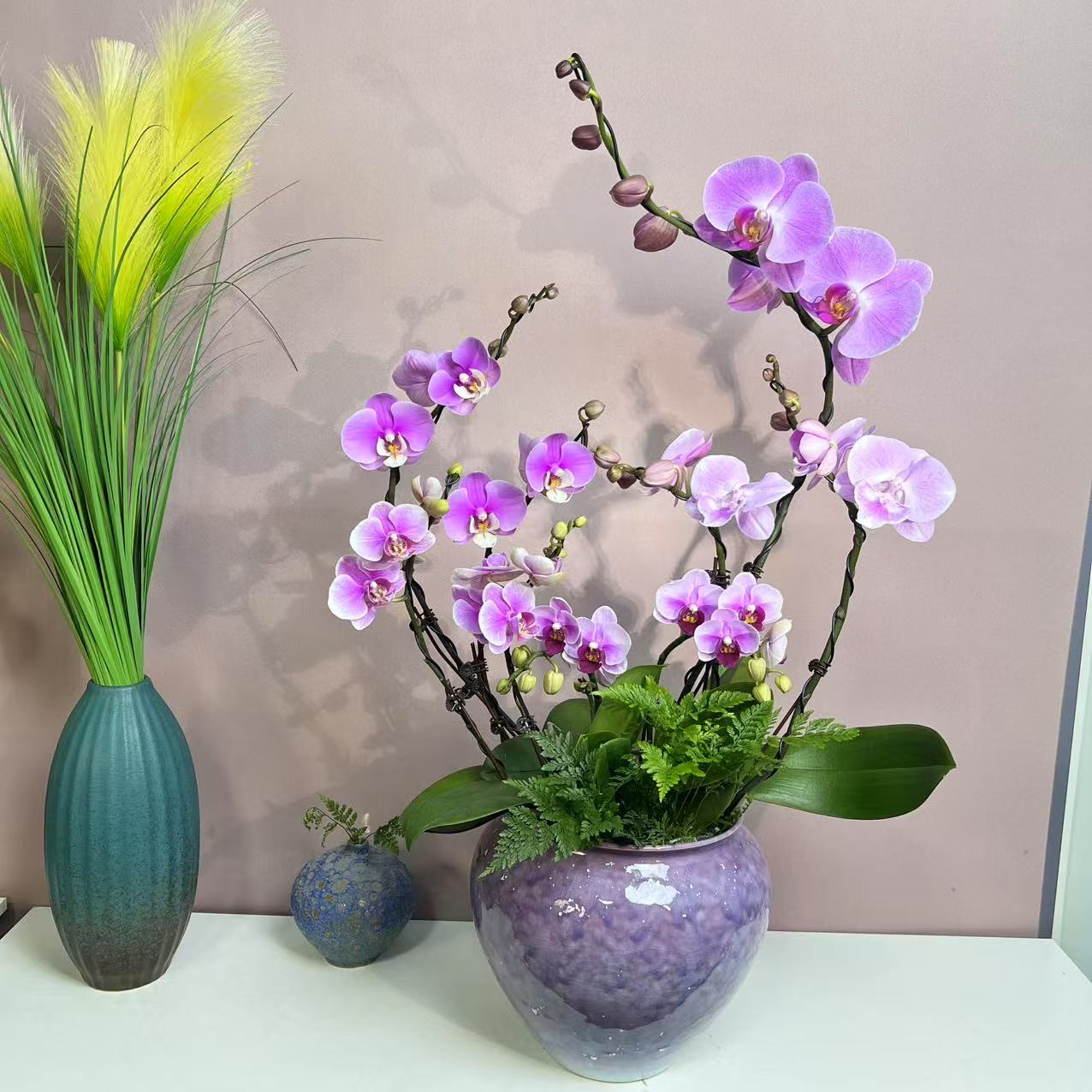 兰语优选【窈窕淑女】蝴蝶兰轻奢室内绿植花卉艺术盆栽基地直发