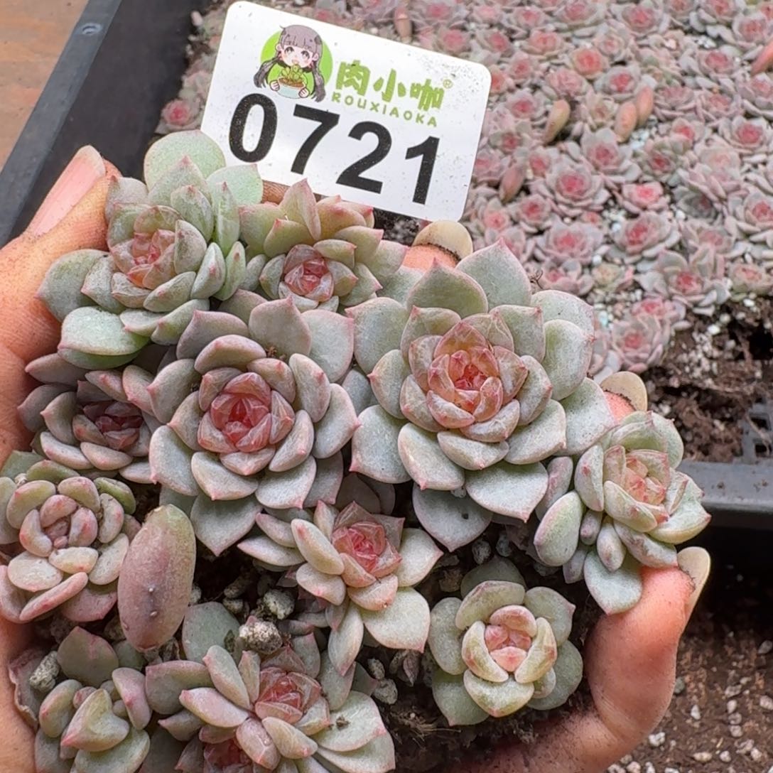 多肉植物多肉植物