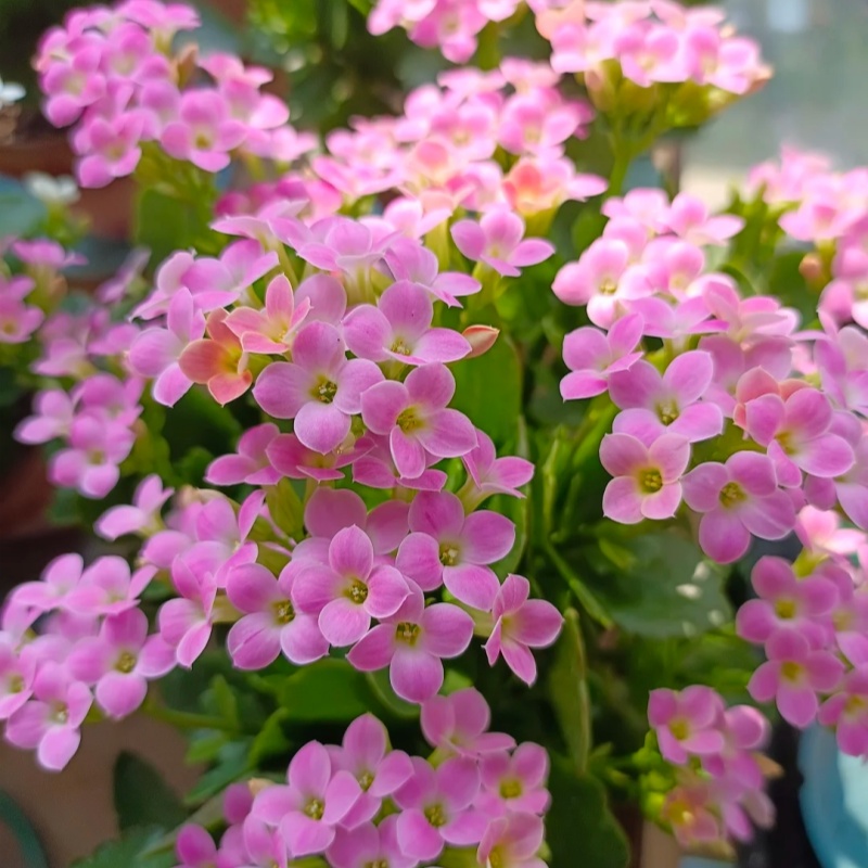 昊景 长寿花春晓130