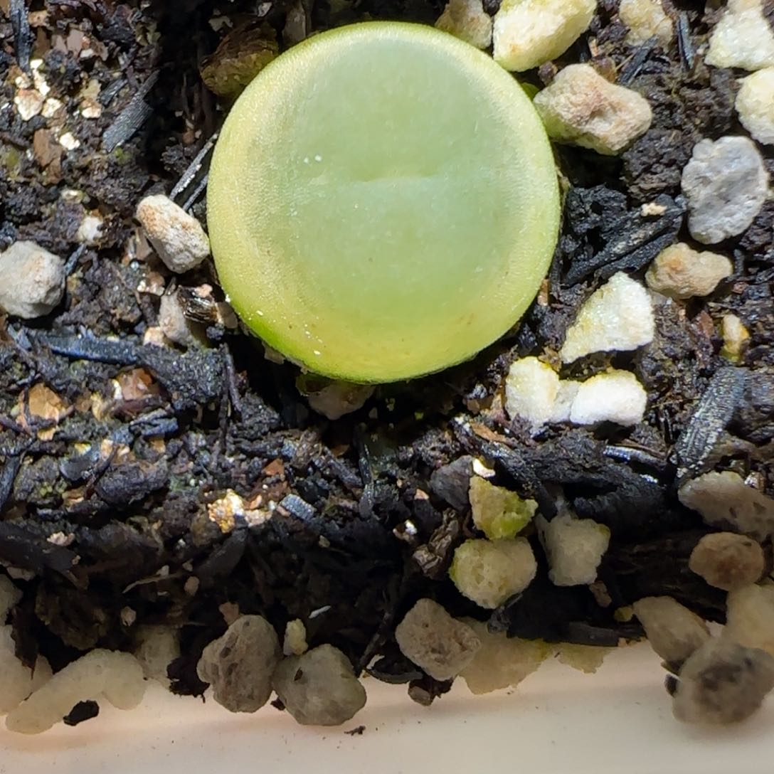 肉锥多肉植物百科1-日式拉登1448