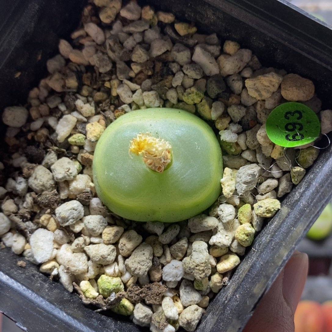 拉登2.7多肉植物693