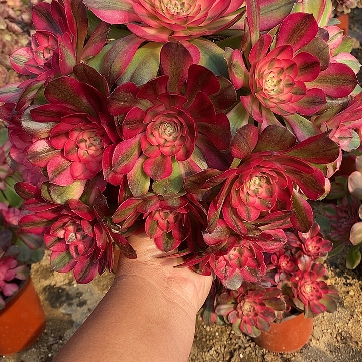 多肉植物荔枝371多肉