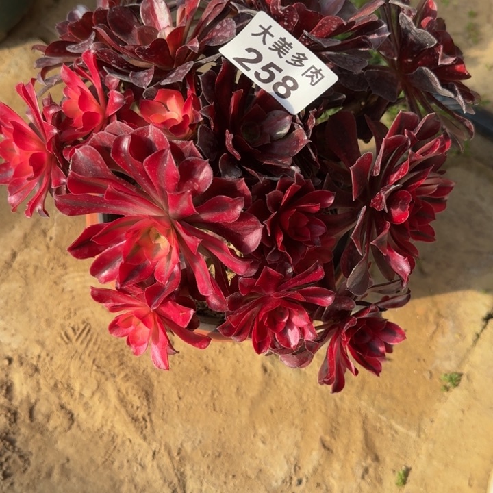 6****赞美杜莎丛林258肉肉