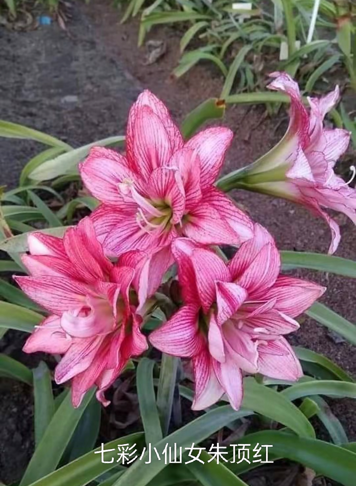 【七彩小仙女】朱顶红包对版不包养护