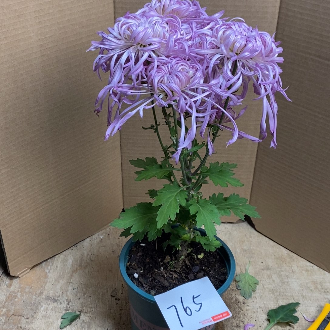 完全开放00000765