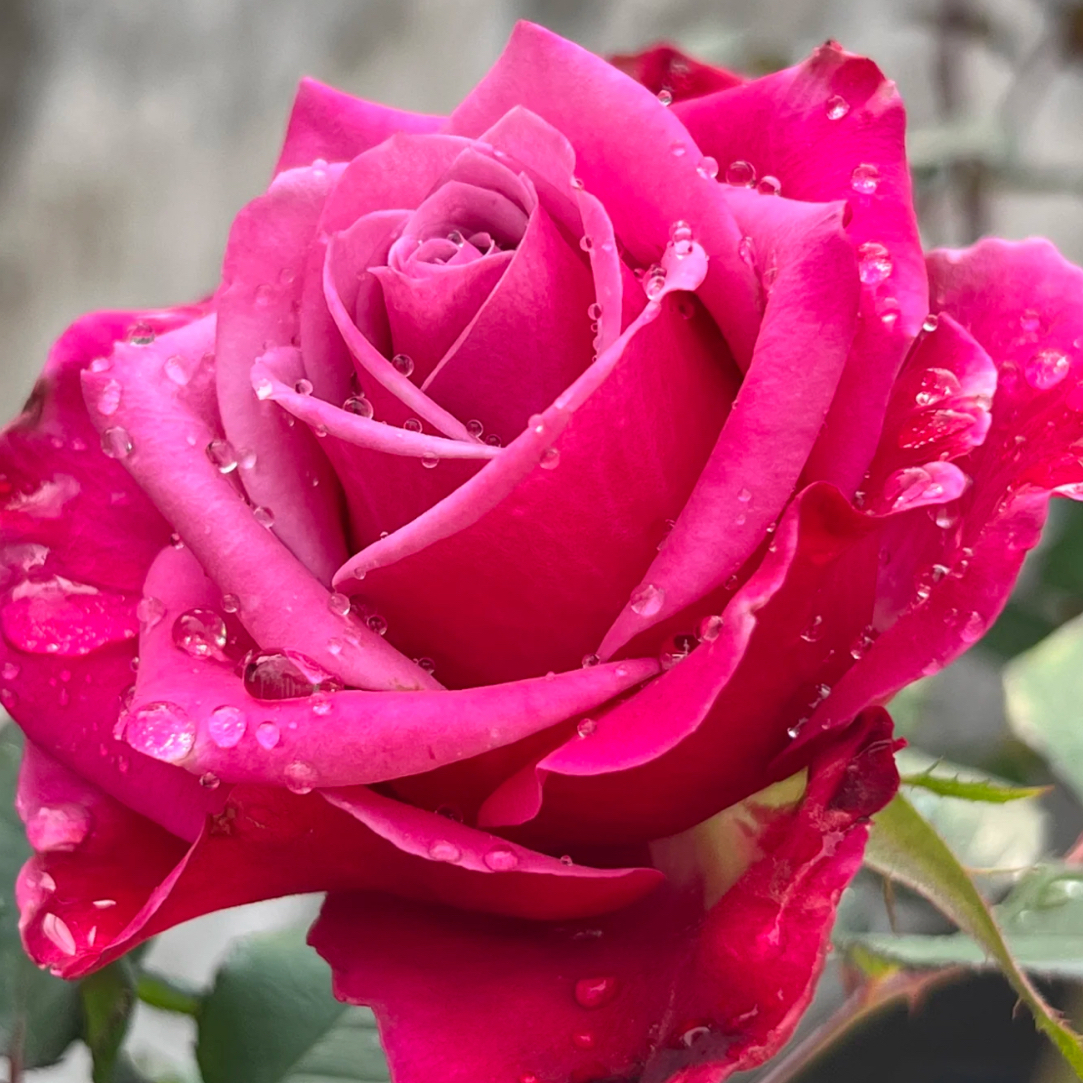 【丰亦花园】 露天独颗老桩 一物一拍