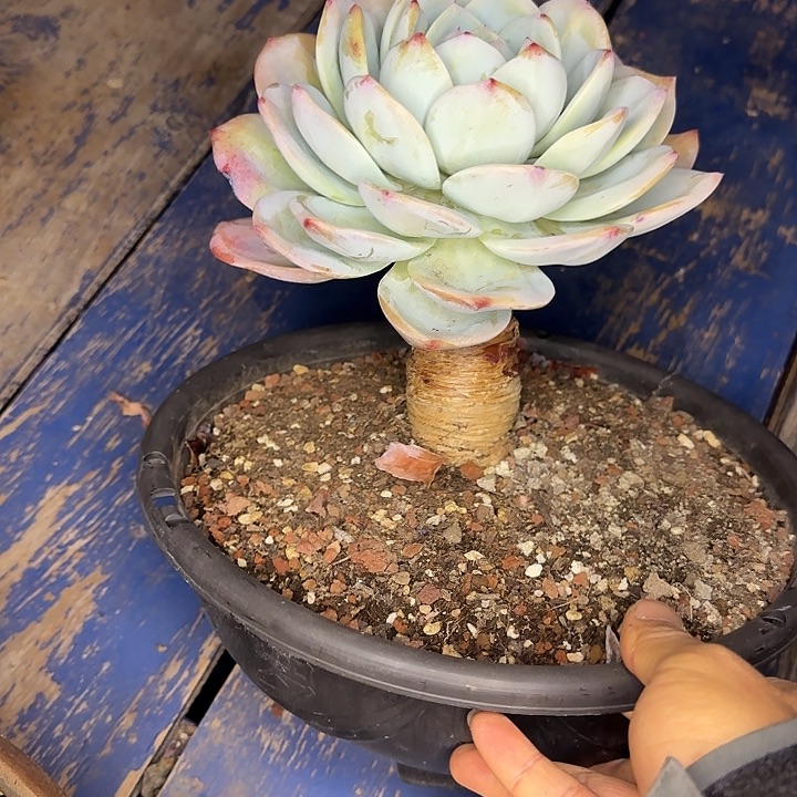 凤橙227 多肉植物一物一拍