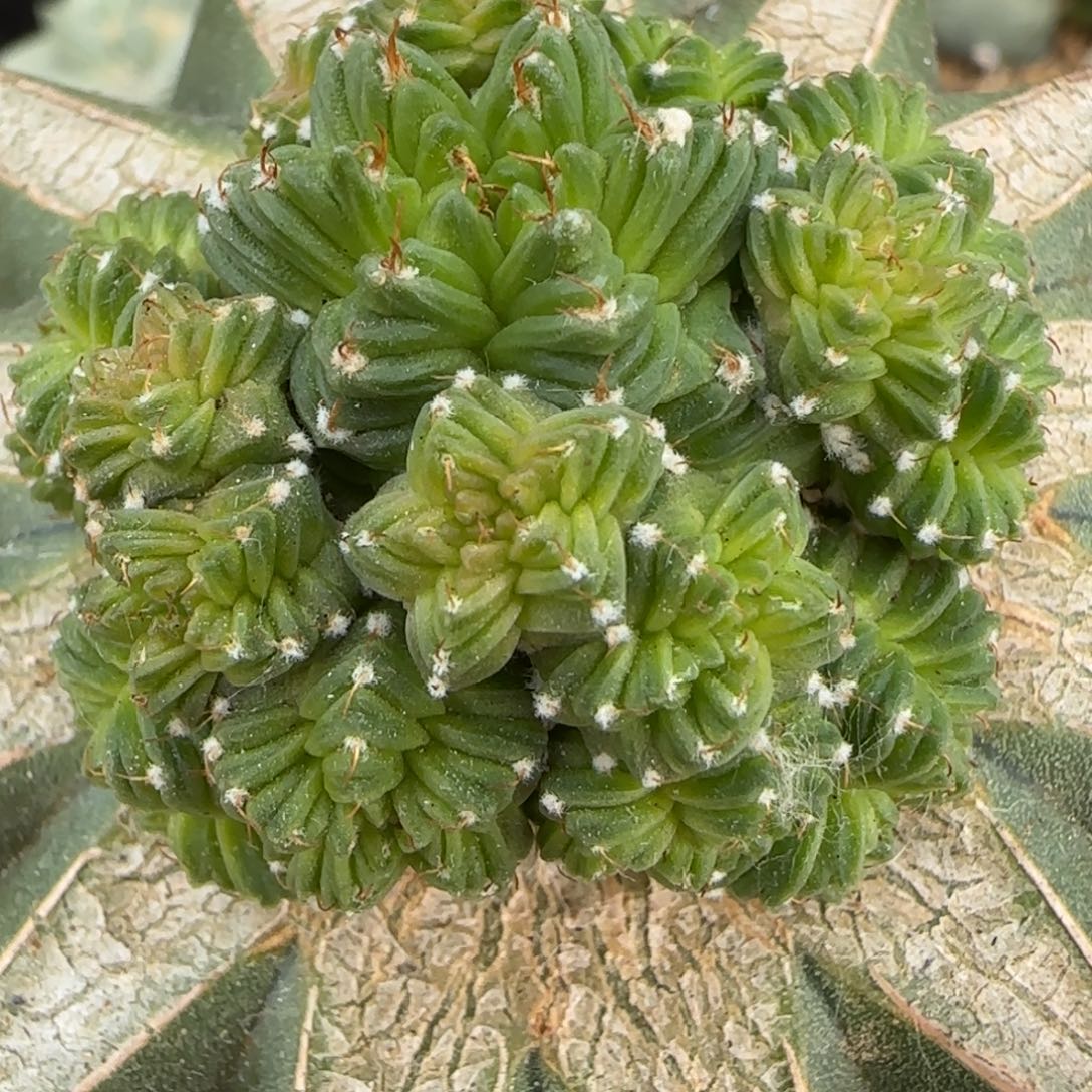 无花朵苗接群头五星花龙502