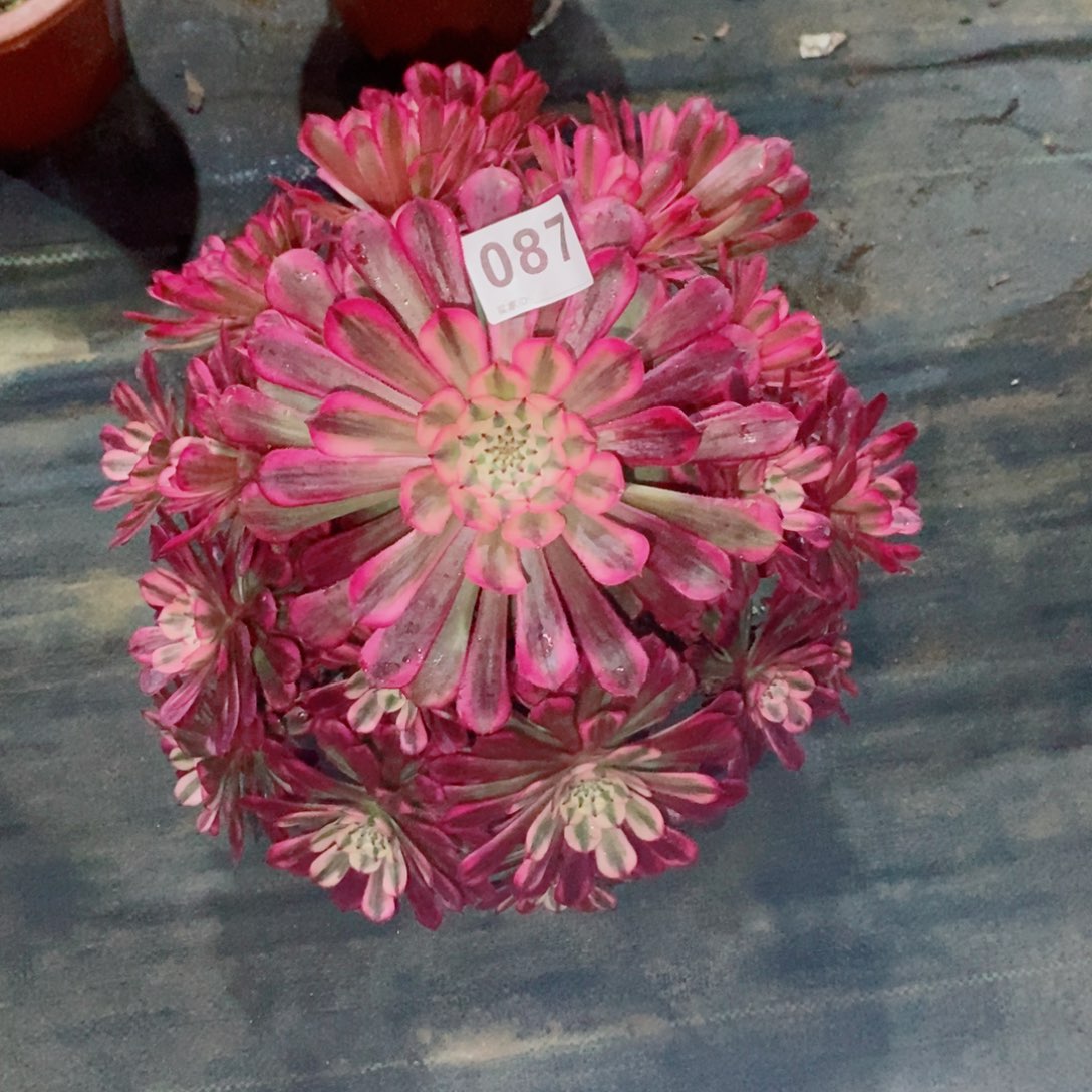 红铜白087多肉1111