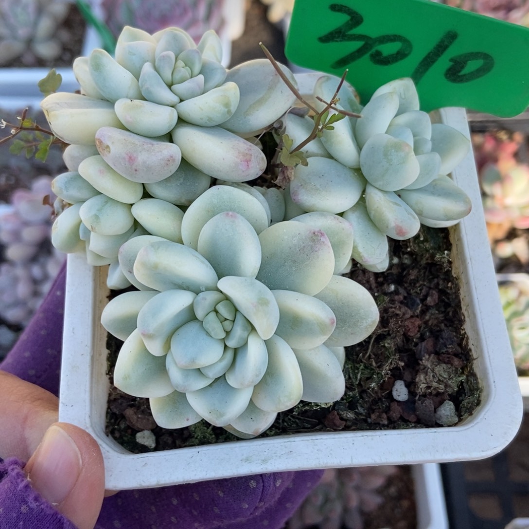 3010劳尔锦多肉植物