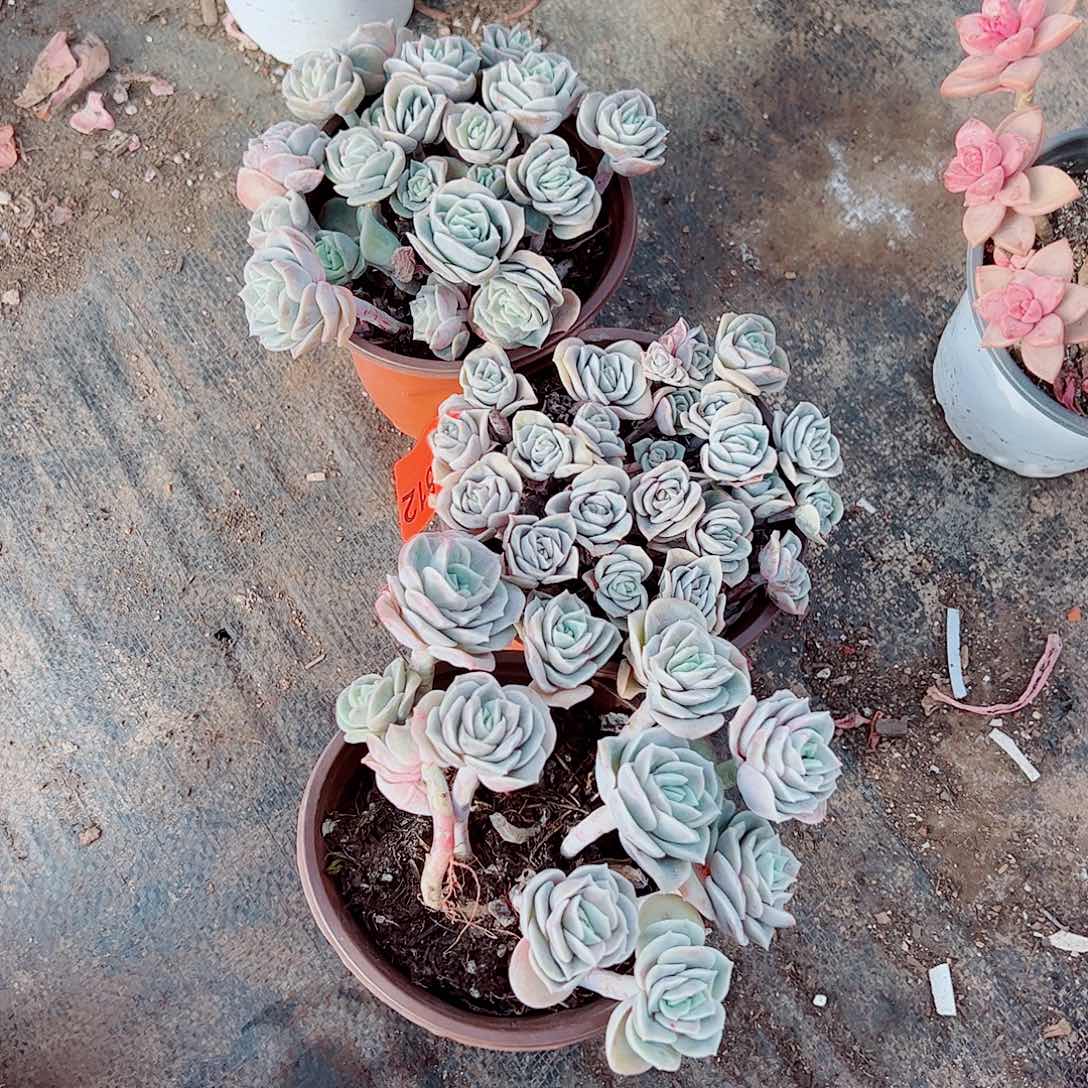 可爱玫瑰散装带盆土精品特价二盆