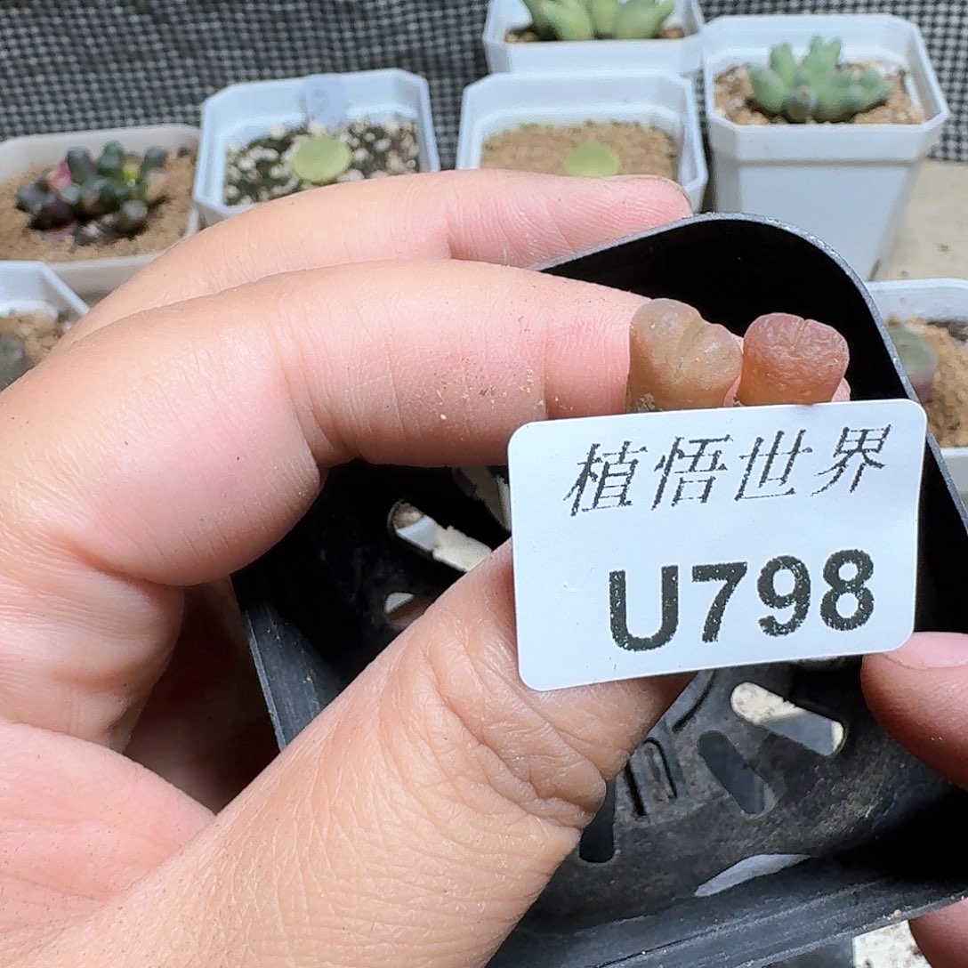 798盒多肉植物哇c g
