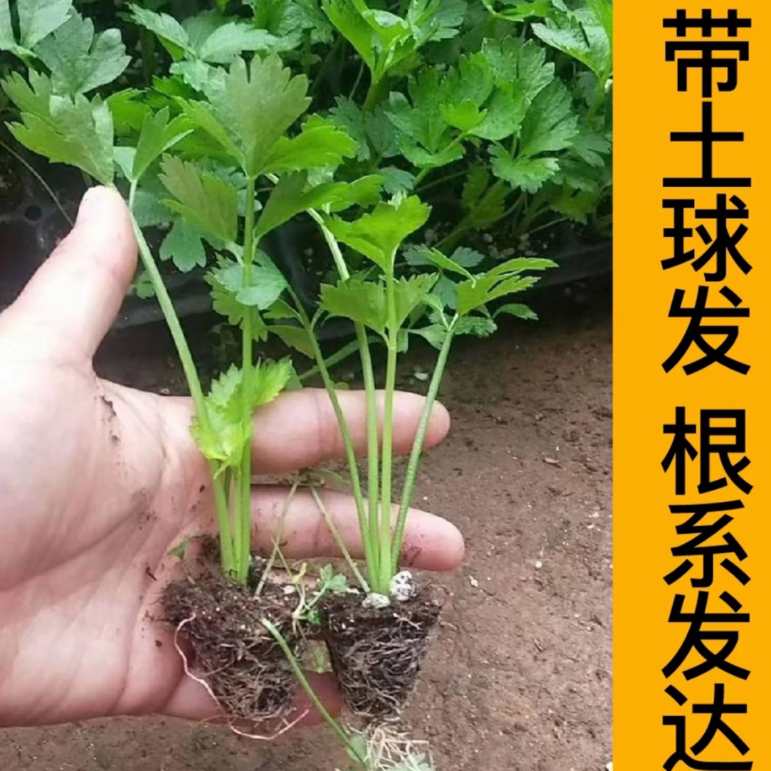 【山东寿光发货对版芹菜苗】皇后大西芹四季小香芹阳台盆栽小院种植商品图