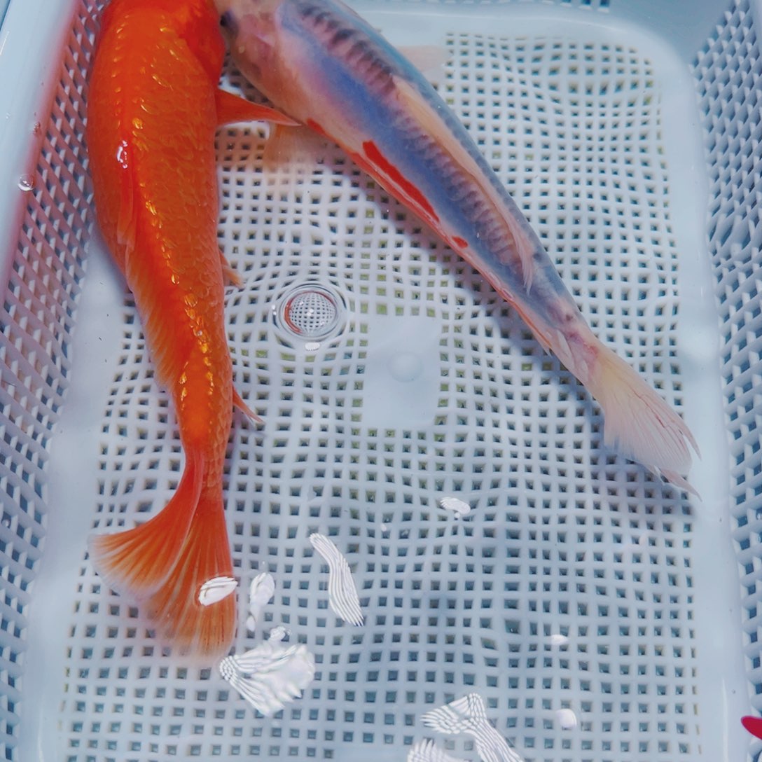海水鱼锦鲤观赏鱼103