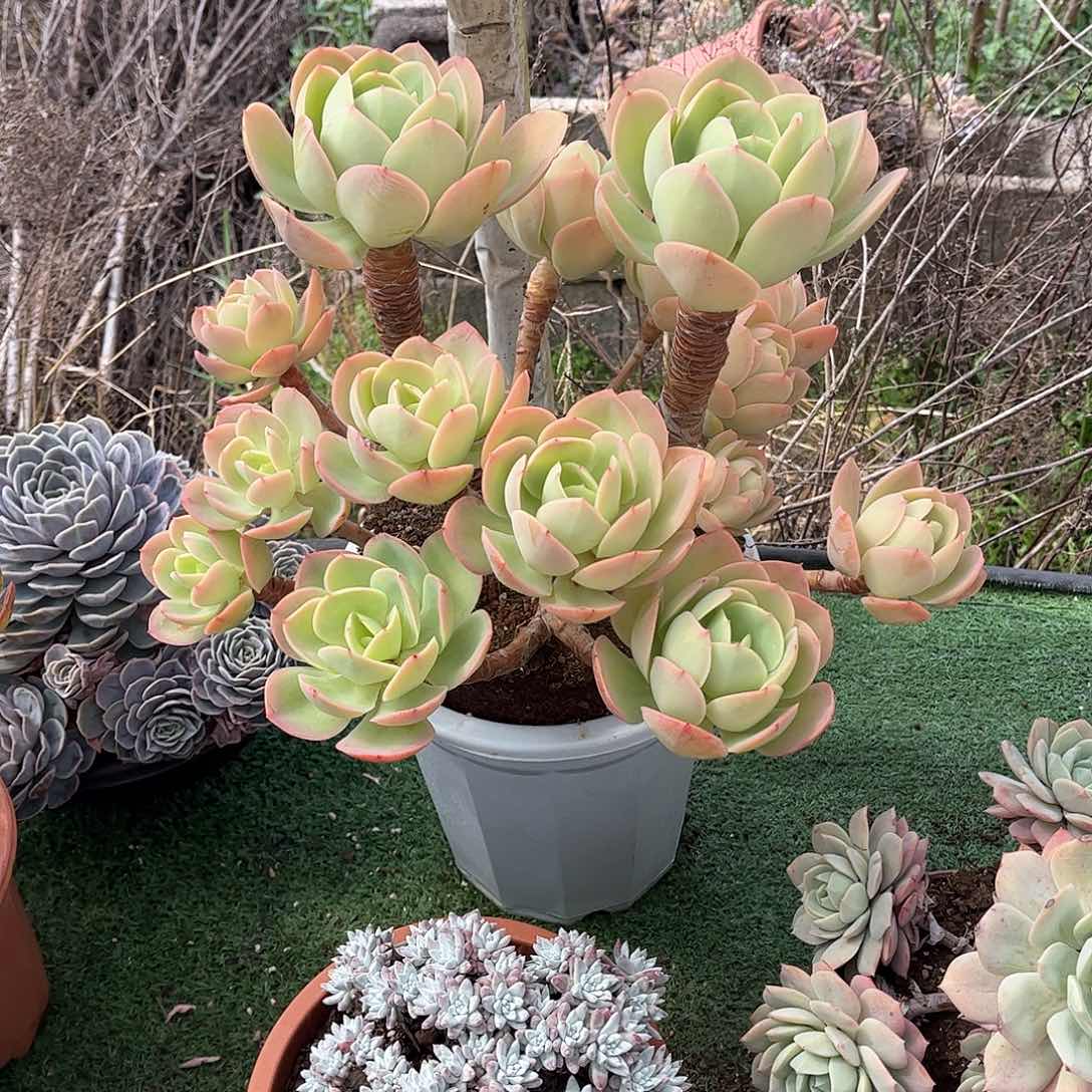 王*奇兵多肉植物保护13