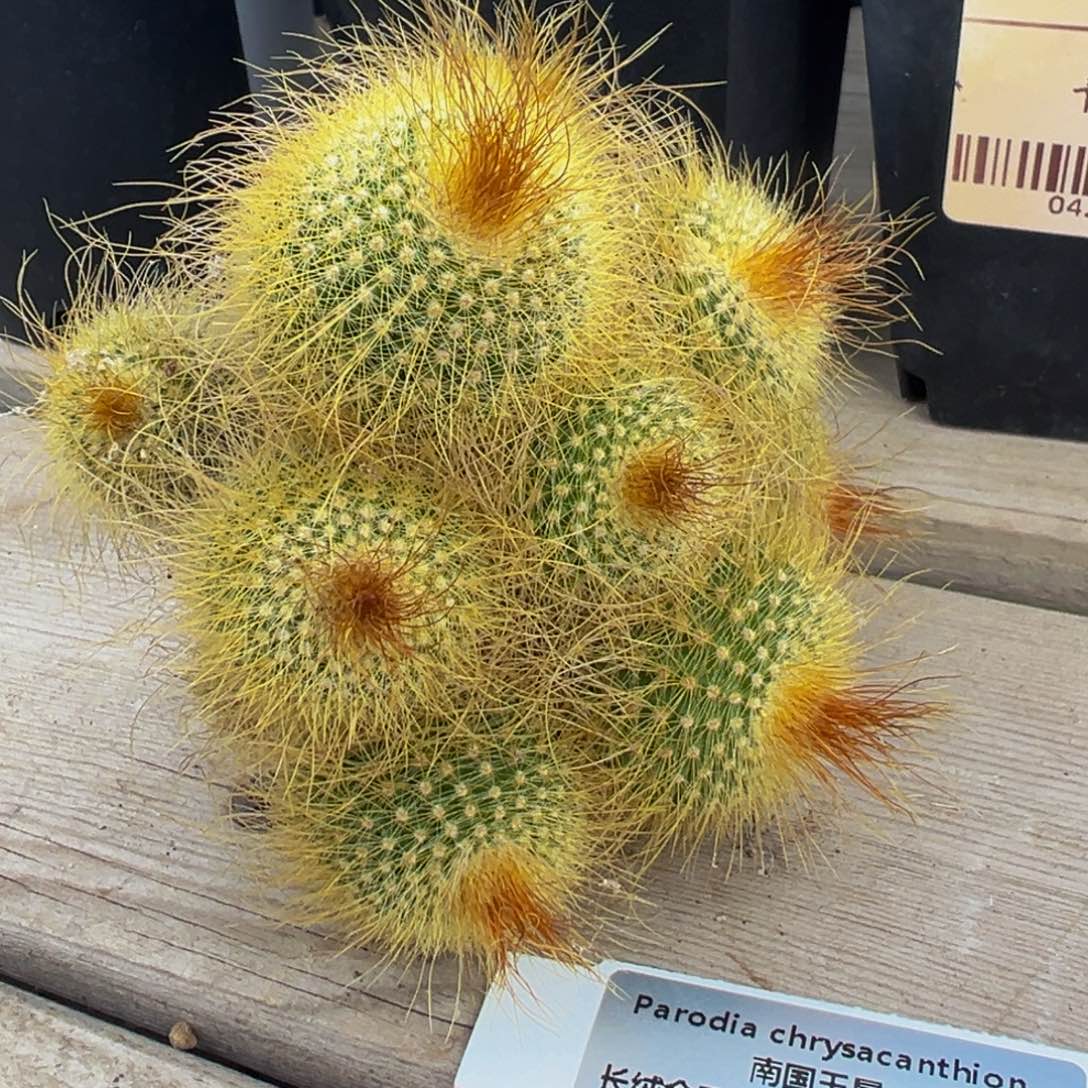 308实生根多肉植物裸根发货