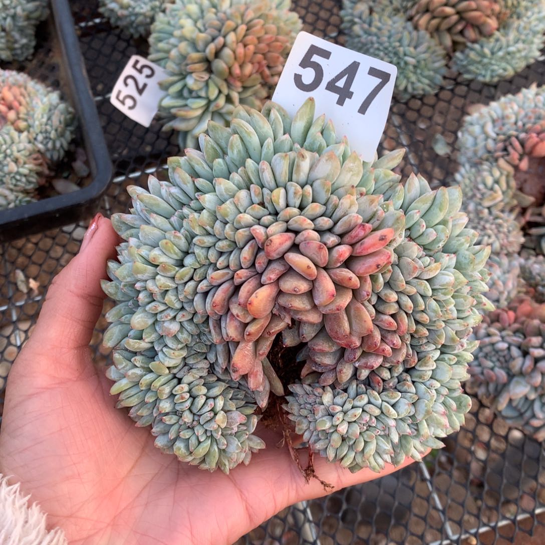 547橙子缀化多肉植物