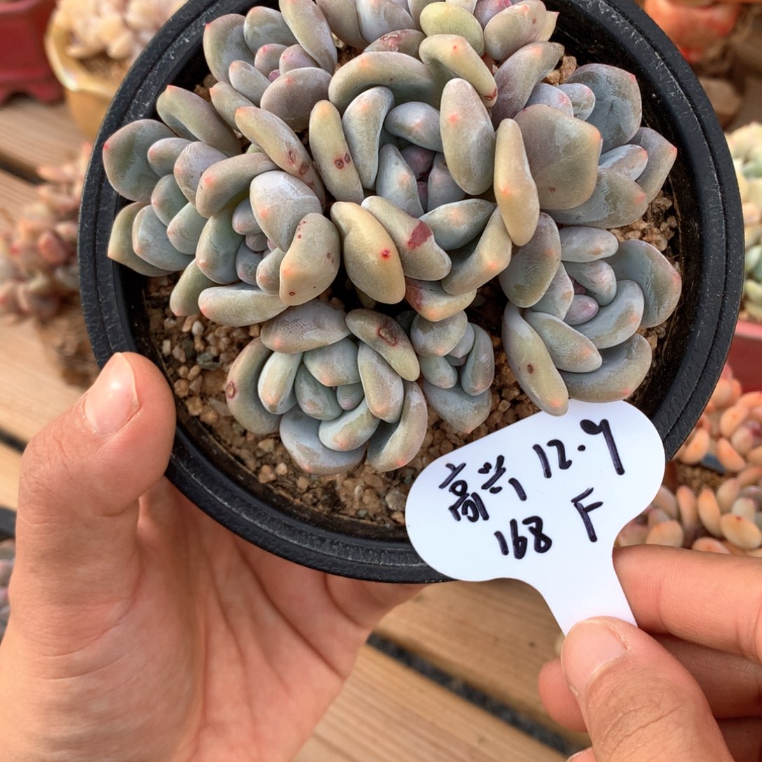 王****香影一物一拍整群