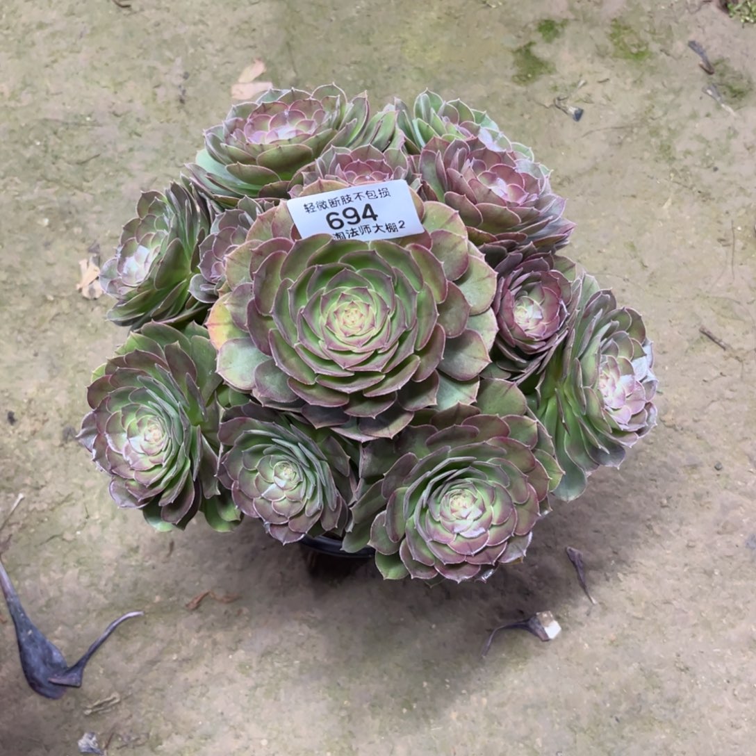 694桃花石多肉植物法师