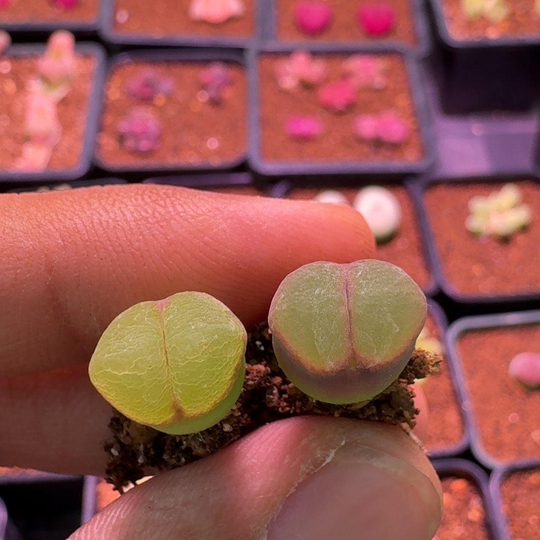 π*云缦精品番杏17.48