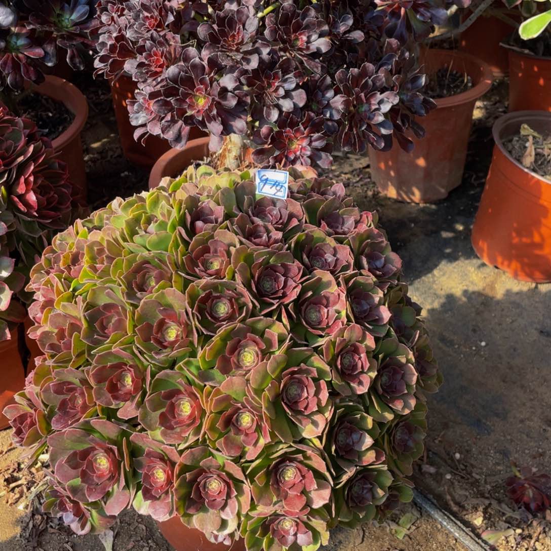 蔷**度914鲜花老桩变色龙