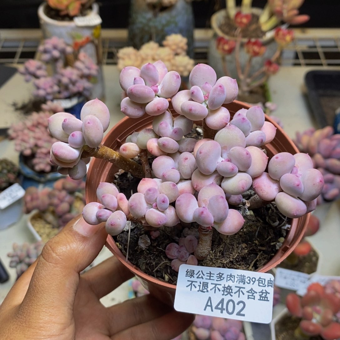 402苹果奶四代多肉散