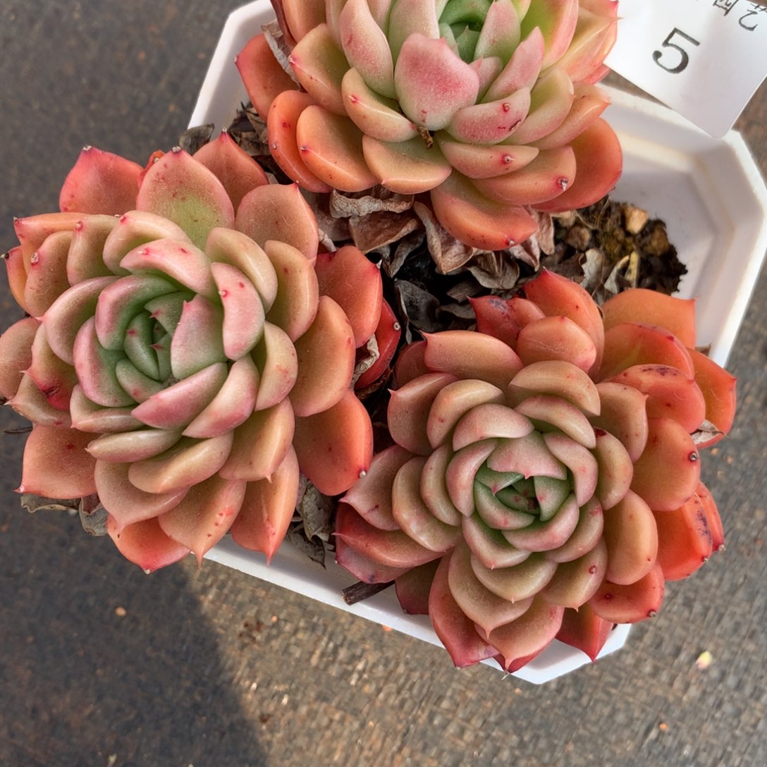 5杂交多肉老桩 15包邮