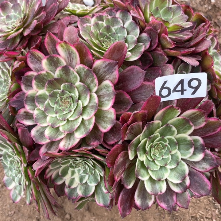 649多肉植物油彩画