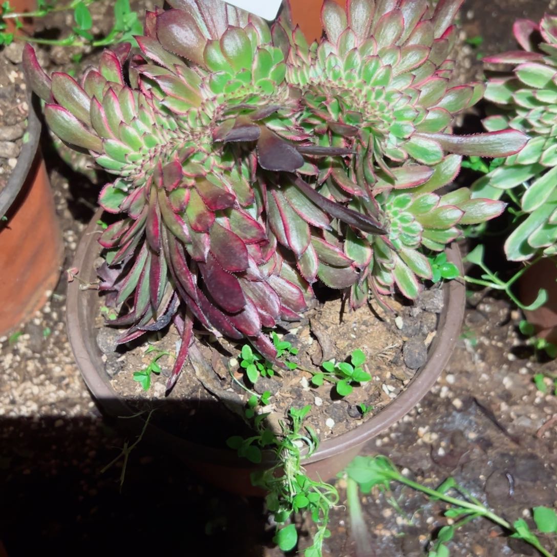 230 号多肉植物法师新年福利