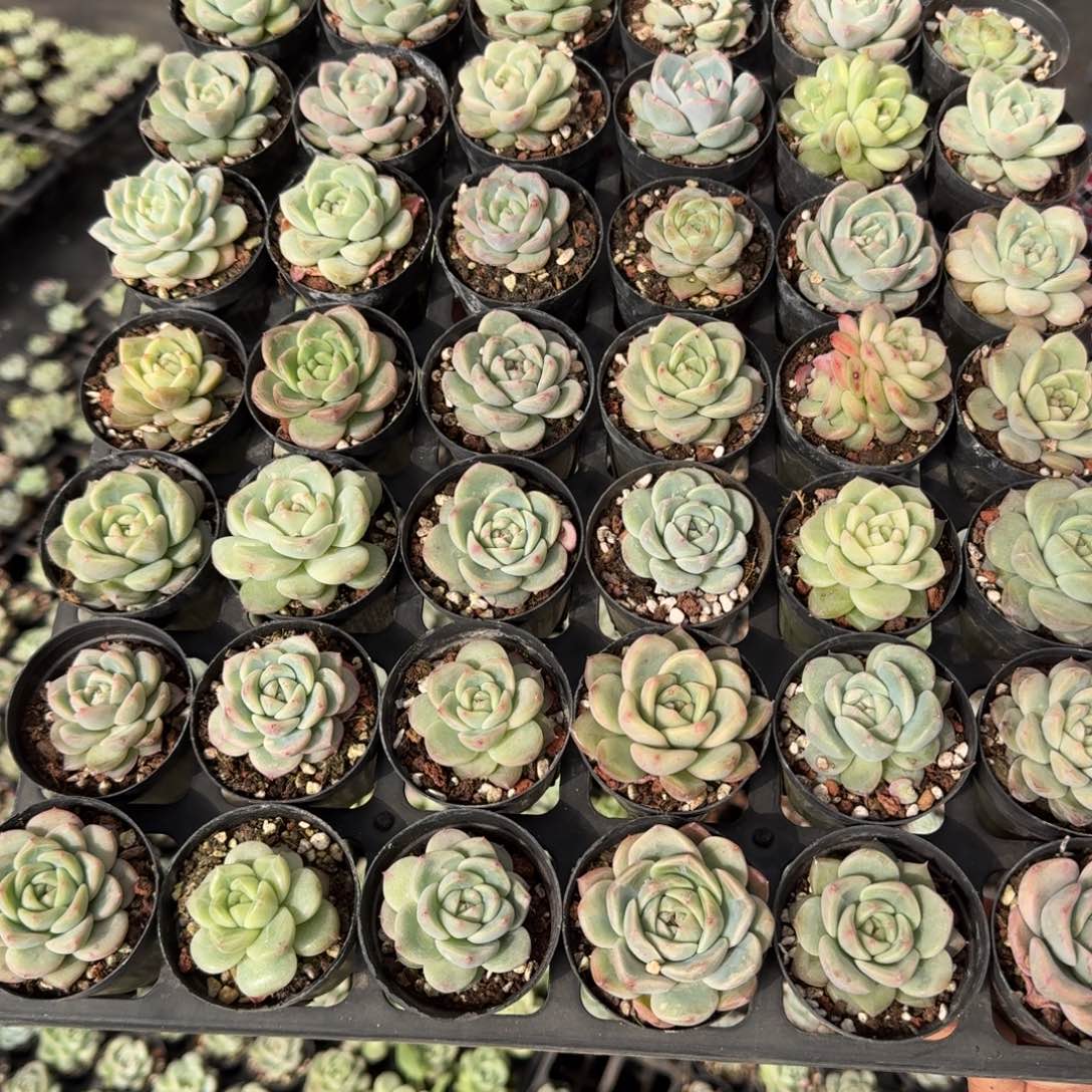 K***y多肉杂交一物一拍11-34