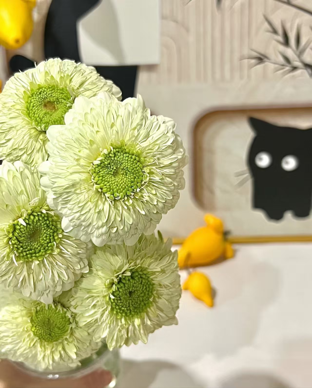 三岁花集-七仔泡泡非洲菊10枝（一单顺丰三单空运包邮）