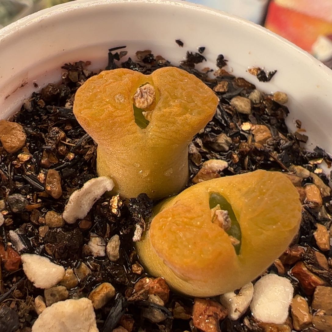 463多肉植物百科