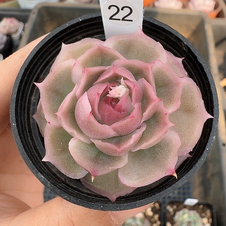 水晶虾饺多肉植物22