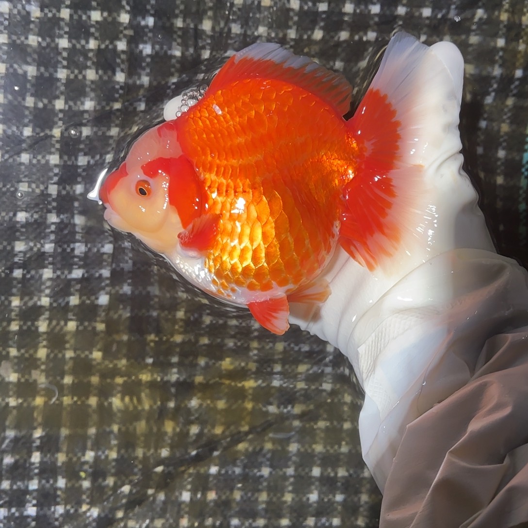 金鱼金鱼2801895888