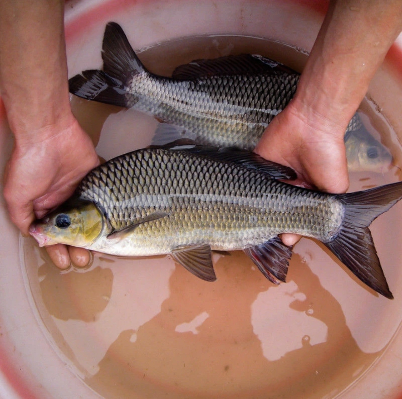 四川岩原鲤 名特优品种 生态养殖 渔场直发 