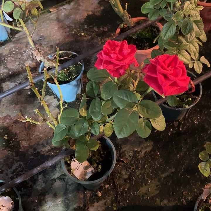 无花朵红慕一加仑