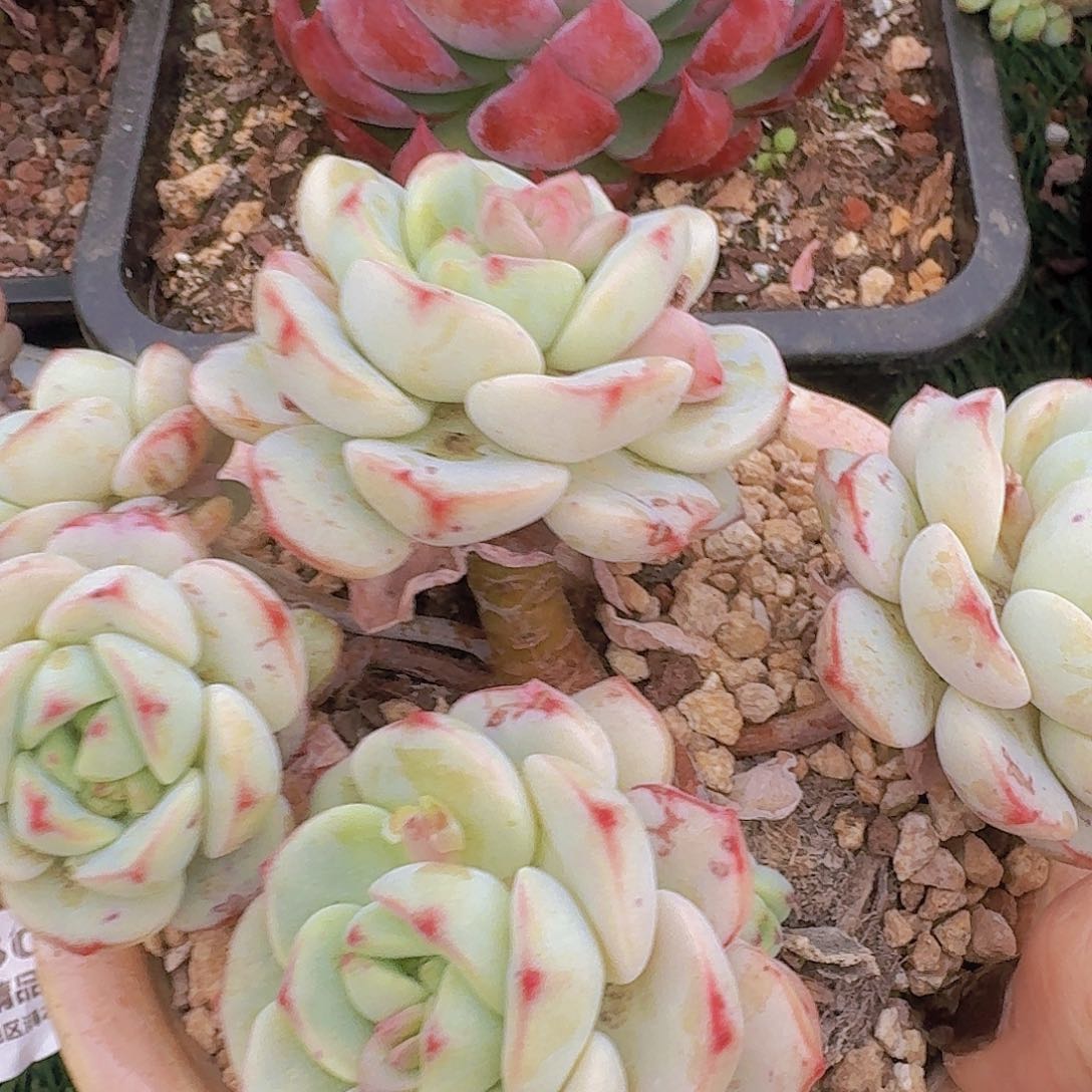 1743一物一拍（满28包邮