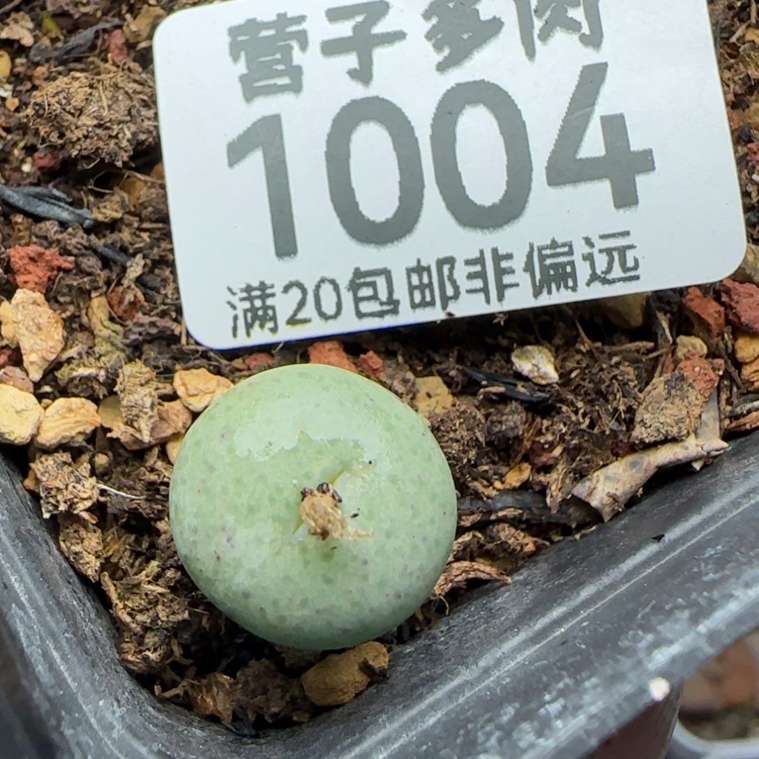 奶油嘴。         脱土 