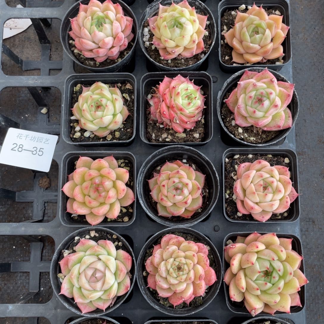 一物一拍18棵28-35