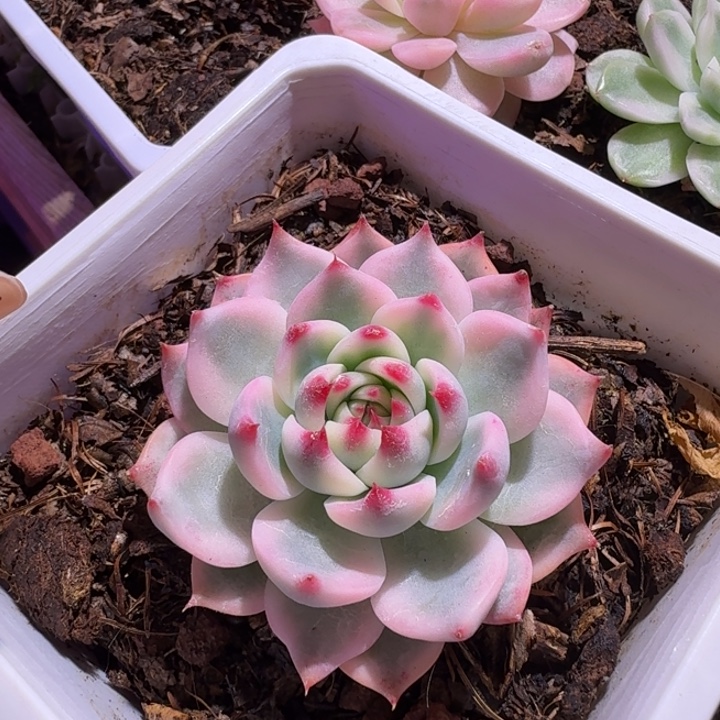 吉娃娃锦多肉植物