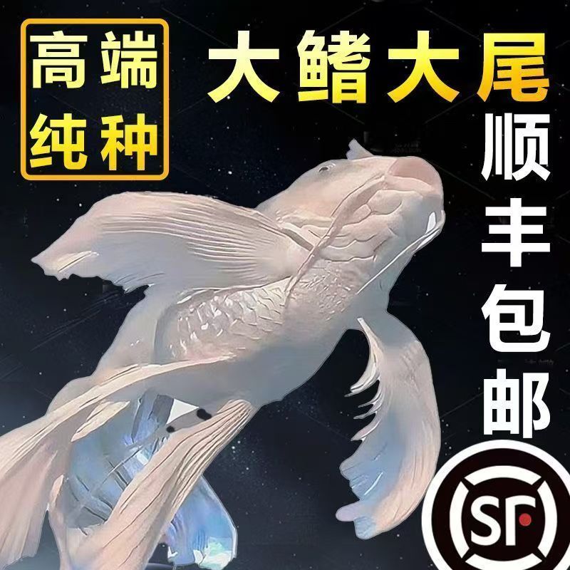 16-20精品发货纯种蝴蝶龙鲤观赏鱼冷水好养