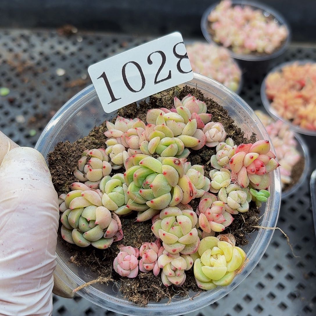 多肉植物多肉植物1028